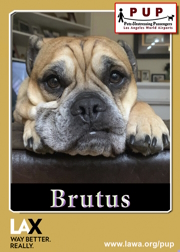 PUPs_Brutus