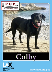 PUPs_Colby