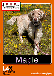 PUPs_Maple