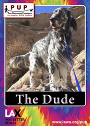 PUPs_The Dude